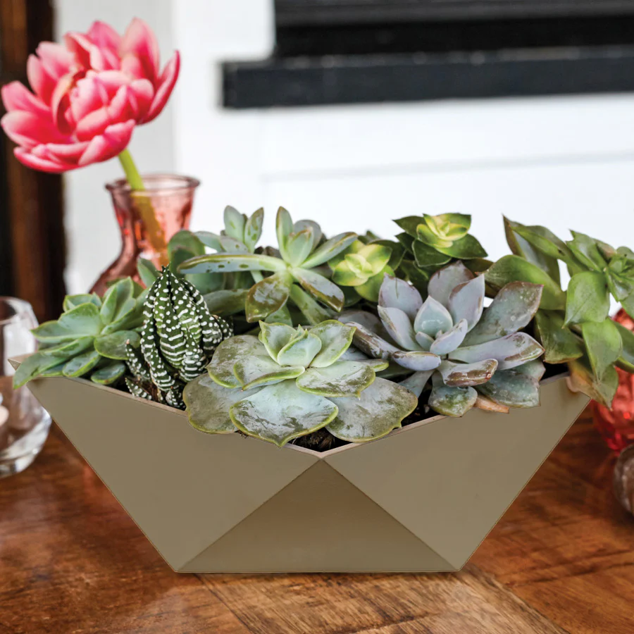 Eagle Succulent Bowl Workshop - Digital Ticket - Image 2