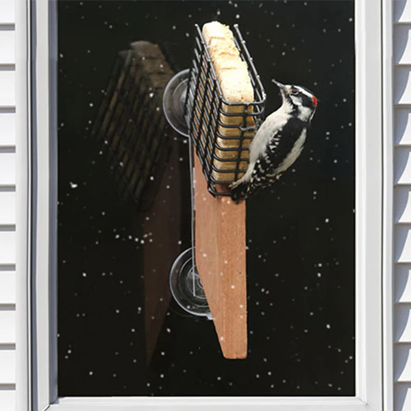 Songbird Essentials Suet Window Feeder 